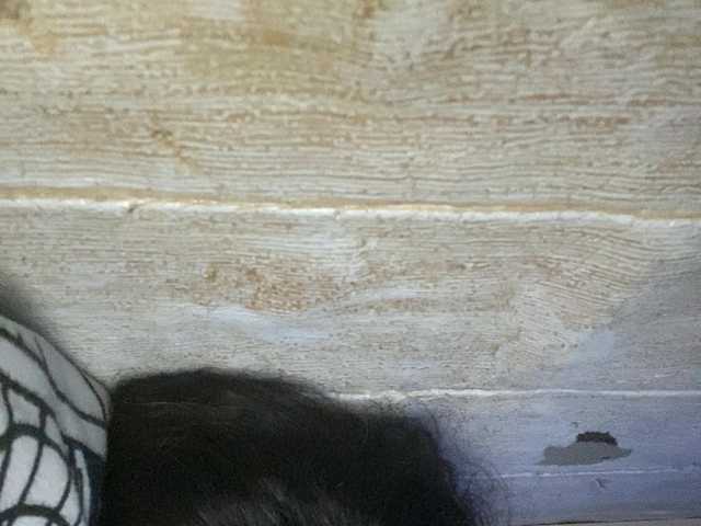 Asiankitties