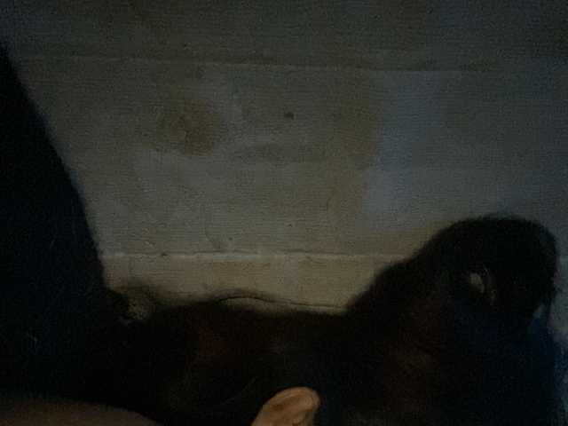 Asiankitties