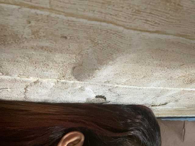 Asiankitties