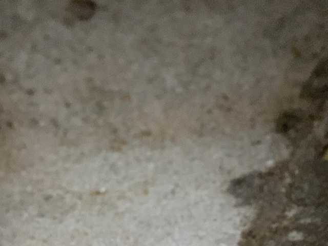 Asiankitties