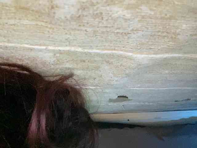 Rainie webcam