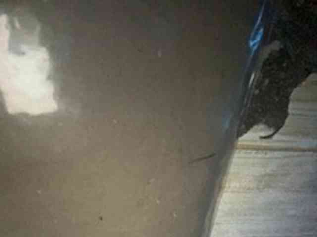 Rainie webcam