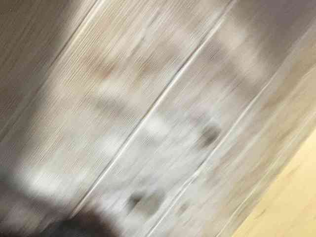 Rainie webcam