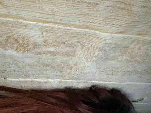 Rainie webcam
