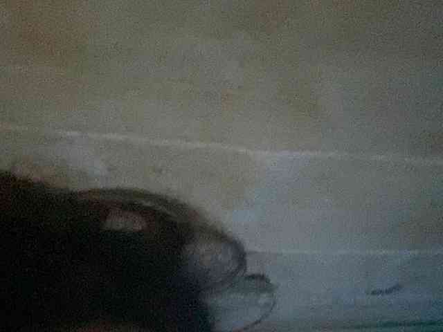 Rainie webcam