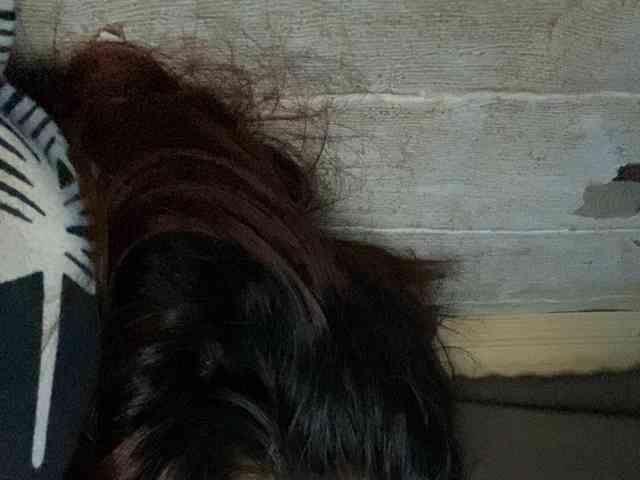 Rainie webcam