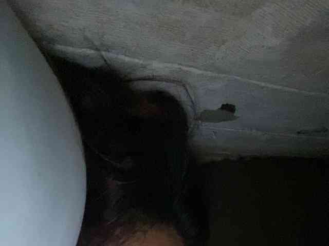 Rainie webcam