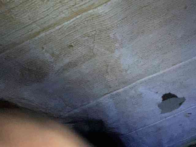 Rainie webcam