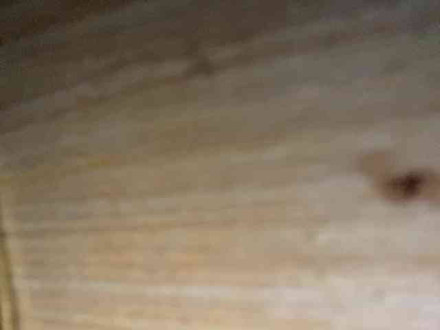 Rainie webcam
