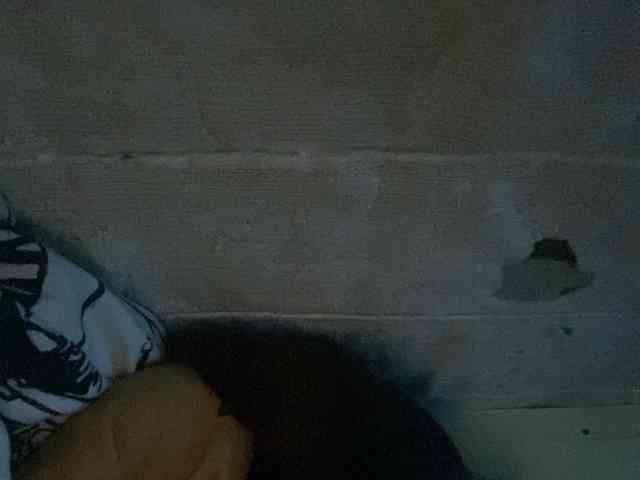 Rainie webcam