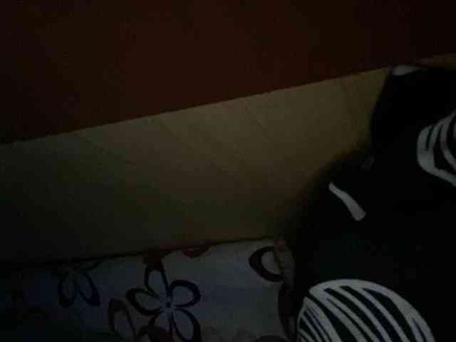 Rainie webcam
