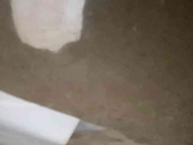 Rainie webcam