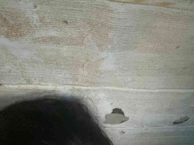 Rainie webcam