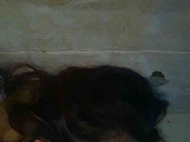 Rainie webcam