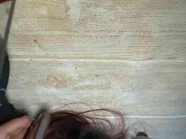 Rainie webcam