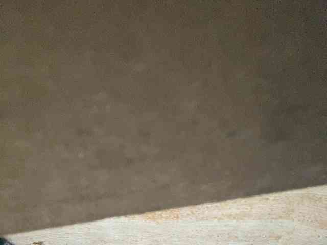Rainie webcam