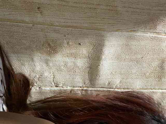 Rainie webcam