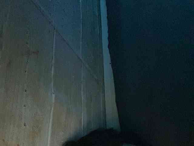 Rainie webcam