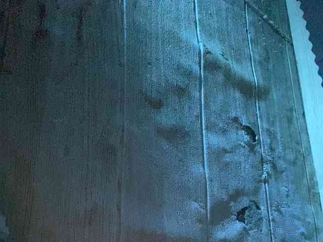 Rainie webcam