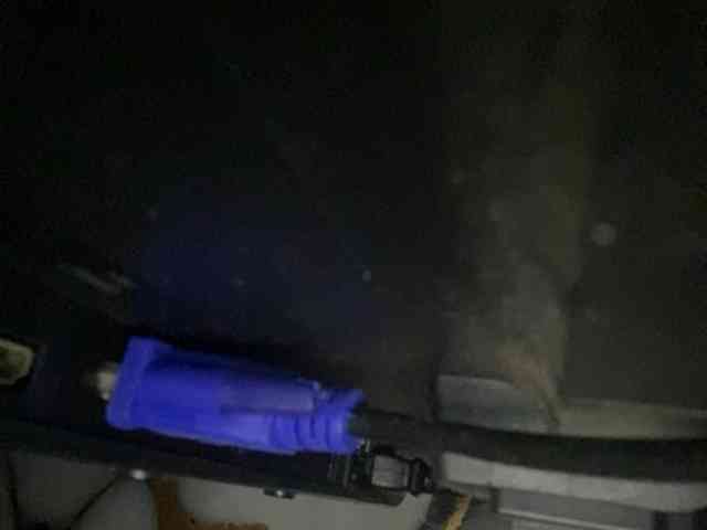 Rainie webcam