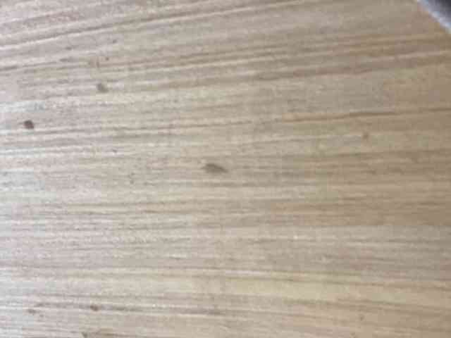 Rainie webcam
