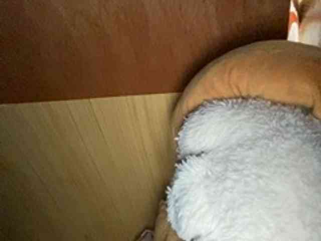 Rainie webcam