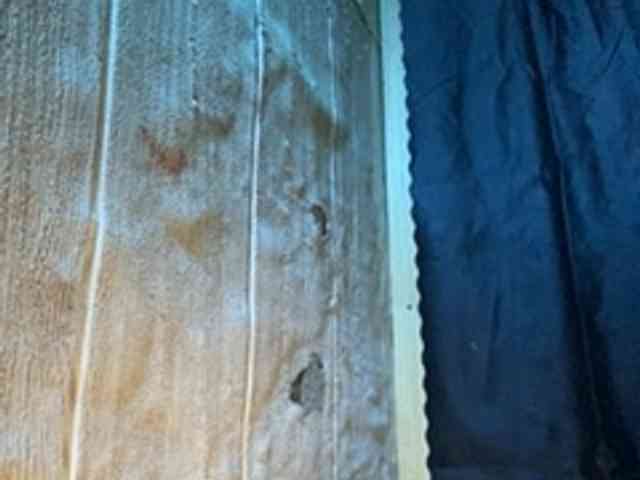 Rainie webcam