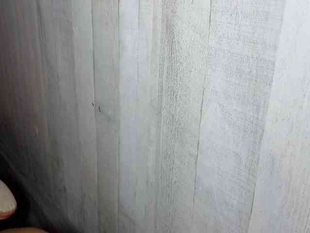 Rainie webcam