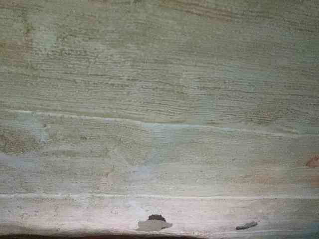 Rainie webcam