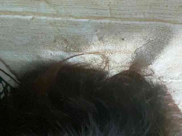 Rainie webcam