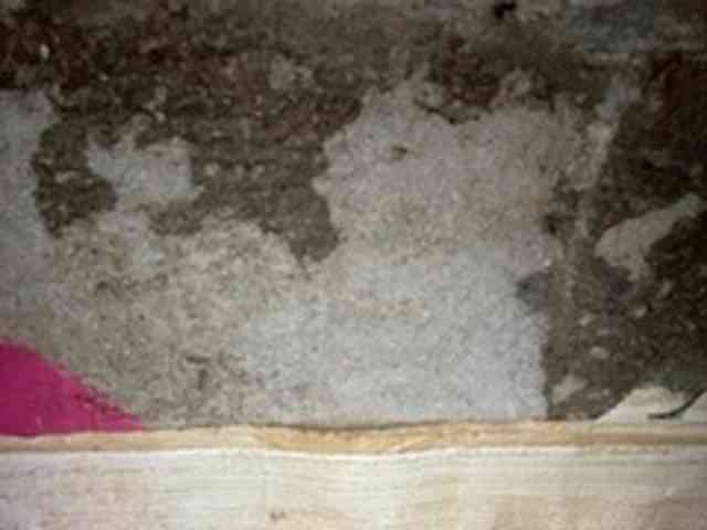 Rainie webcam