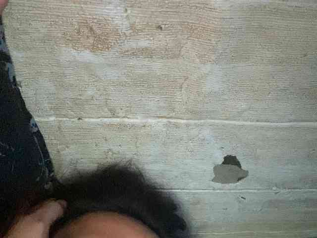 Rainie webcam