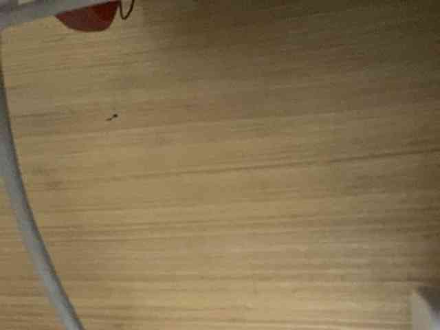 Rainie webcam