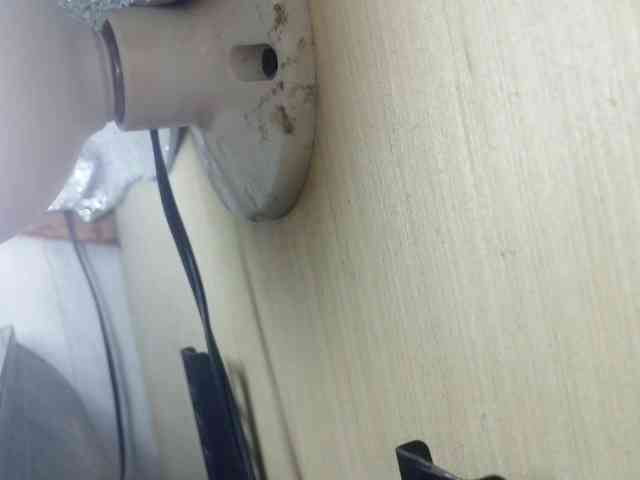 Rainie webcam