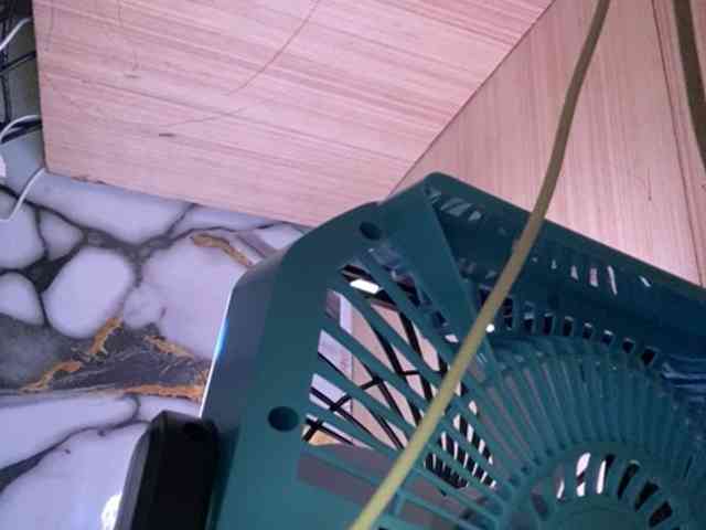 Rainie webcam