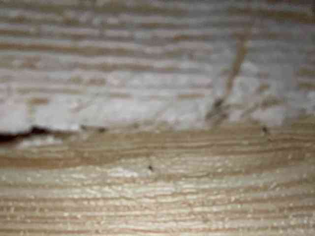 Rainie webcam