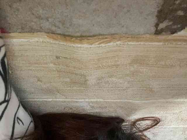 Rainie webcam