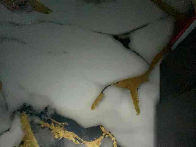 Rainie webcam