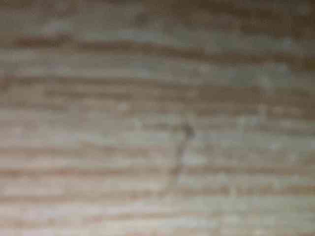 Rainie webcam