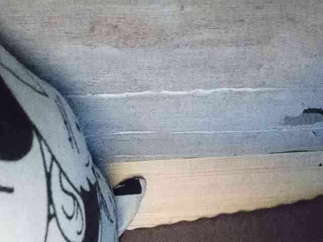 Rainie webcam