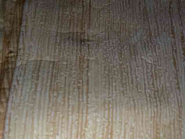 Rainie webcam