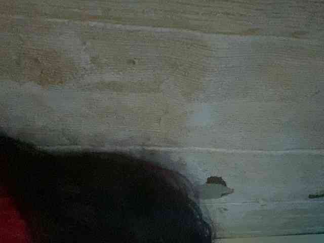 Rainie webcam