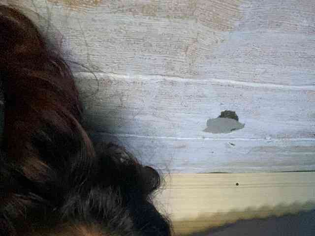 Rainie webcam