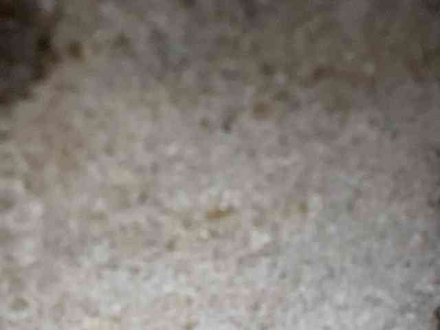 Rainie webcam