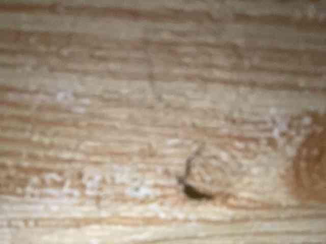 Rainie webcam