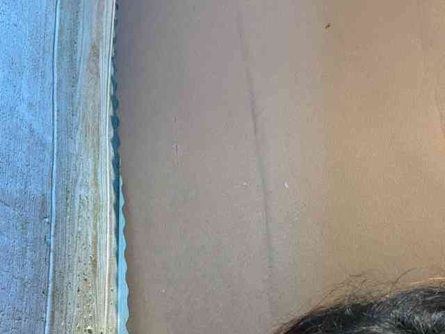 Rainie webcam