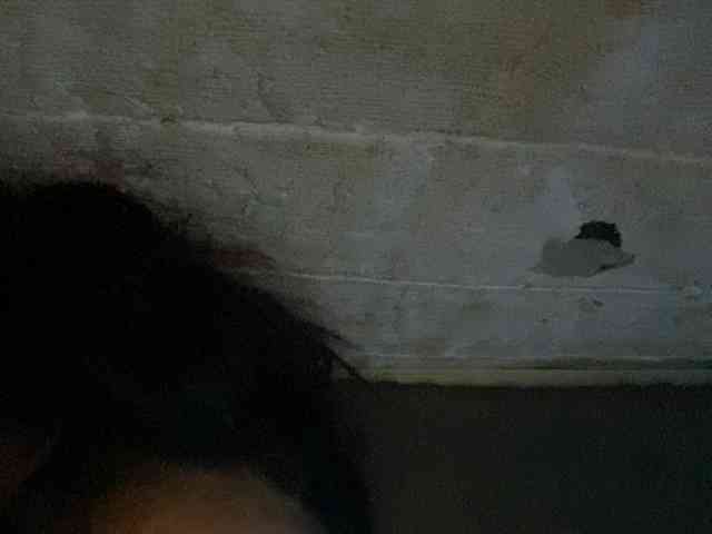 Rainie webcam