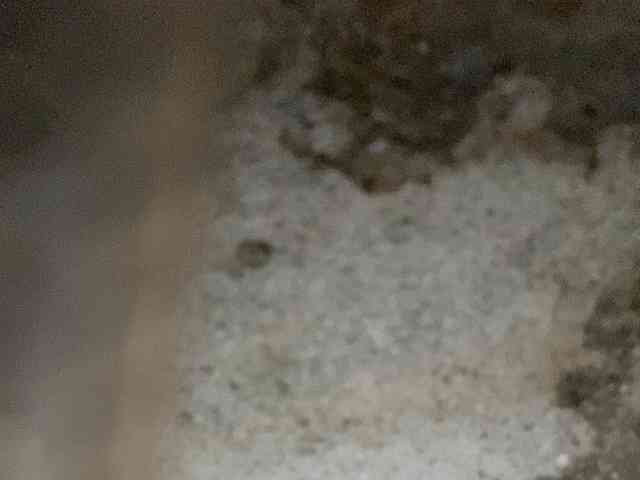 Rainie webcam