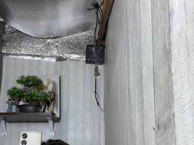 Rainie webcam