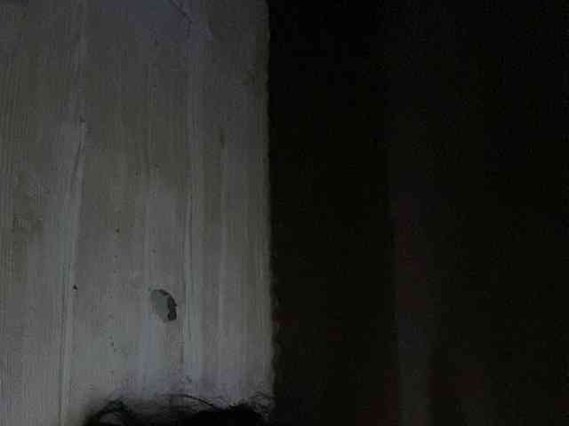 Rainie webcam
